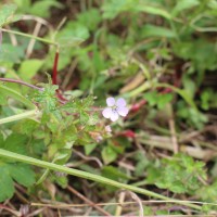 Geranium nepalense Sweet